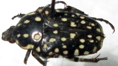 Oxythyrea testaceoguttata