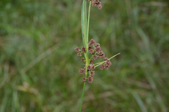 Scirpus atrovirens