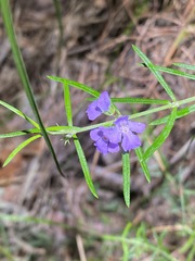 Westringia eremicola