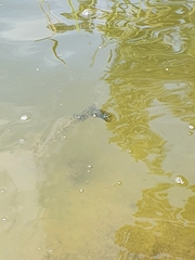 Ceratophyllum demersum