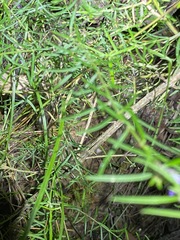 Westringia eremicola