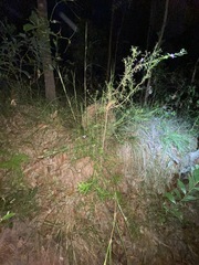 Westringia eremicola