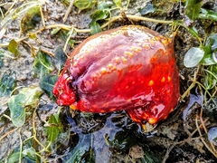 Pseudocolochirus violaceus