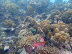 Halichoeres chrysotaenia