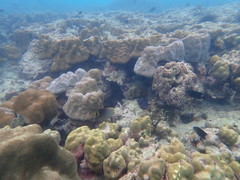 Chaetodon triangulum