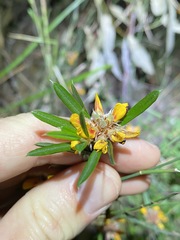 Pultenaea myrtoides