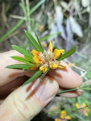 Pultenaea myrtoides