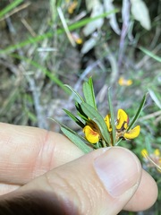 Pultenaea myrtoides