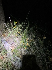 Pultenaea myrtoides