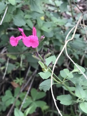Salvia lemmonii