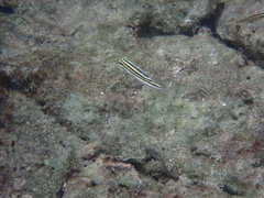 Blenniinae
