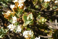 Veronica pinguifolia