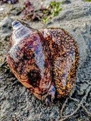 Cymbiola nobilis
