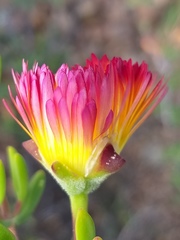 Drosanthemum bicolor