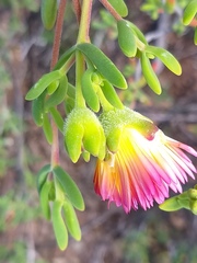 Drosanthemum bicolor