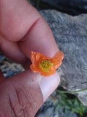 Papaver lapeyrousianum
