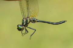 Somatochlora daviesi