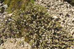 Veronica pinguifolia