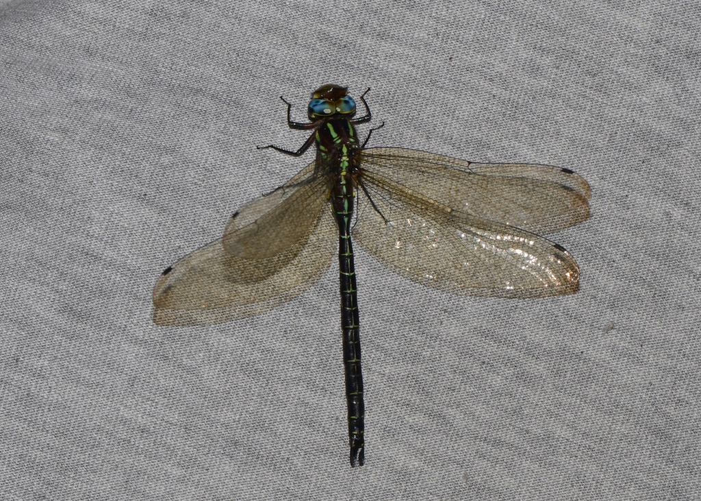 Cephalaeschna patrai