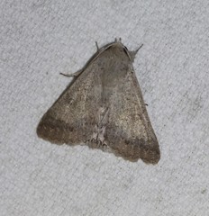 Pandesma submurina