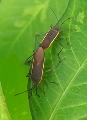 Staluptus marginalis