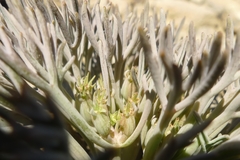 Lignocarpa carnosula