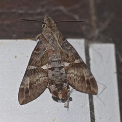 Macroglossum errans