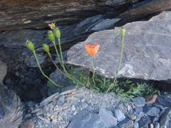 Papaver lapeyrousianum
