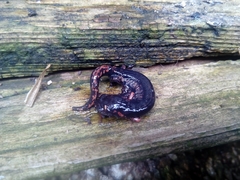 Pseudoeurycea mixteca