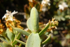 Veronica pinguifolia