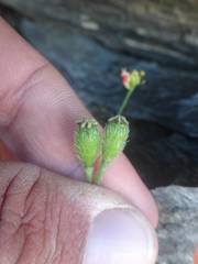 Papaver lapeyrousianum