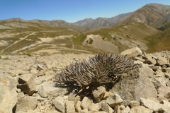 Lignocarpa carnosula