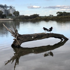 Haematopus longirostris