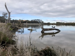 Haematopus longirostris