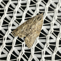 Lophoptera hemithyris