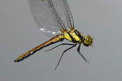 Sympetrum orientale