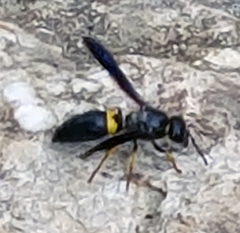 Ancistrocerus spinolae