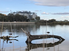 Haematopus longirostris