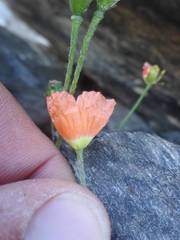 Papaver lapeyrousianum