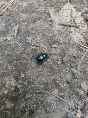 Anoplotrupes stercorosus