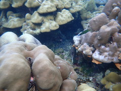 Arothron nigropunctatus