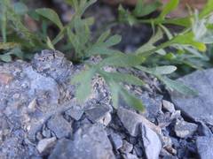 Papaver lapeyrousianum