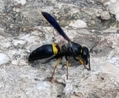 Ancistrocerus spinolae