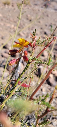 Image of Erythrostemon Angulatus (Erythrostemon angulatus) by (c) Darío De la Fuente, some rights reserved (CC BY)