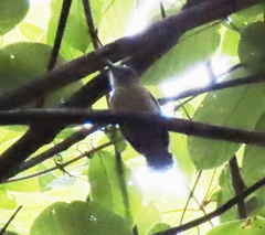 Epinecrophylla fulviventris