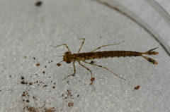 Megalestes