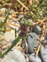 Eurydema spectabilis