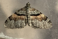 Xanthorhoe labradorensis