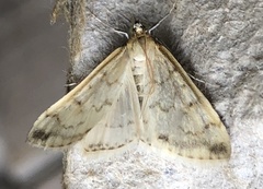 Hahncappsia pergilvalis