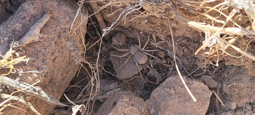 Six-eyed Sand Spider